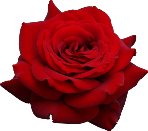 rose-hd-png-rose-png-image-Clipart